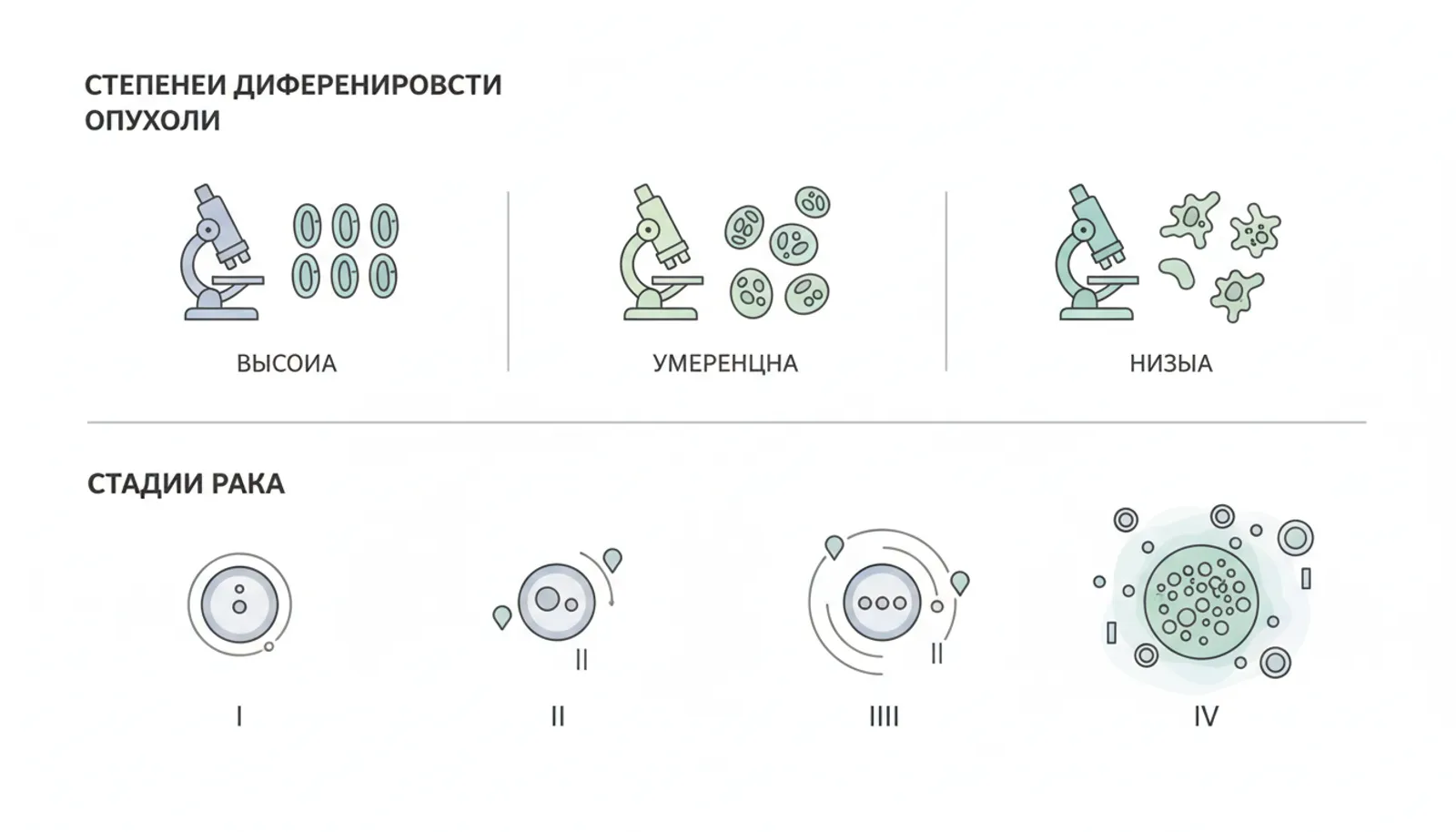 Степень дифференцировки опухоли (G) и стадии рака: что это и в чем разница